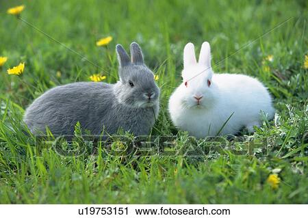 Two Rabbits Standing on Grass, Looking at Camera, Front View View Large Photo Image Stock Image - Two Rabbits Standing on Grass, Looking at Camera, Front View. Fotosearch