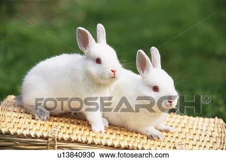Stock Image - Two White Rabbits Standing on a Basket, Surrounded by Green, High Angle View, Side View, Differential Focus. Fotosearch