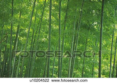 Bamboo Trees in the Woods, Front View, Pan Focus View Large Photo Image Stock Image - Bamboo Trees in the Woods, Front View, Pan Focus. Fotosearch