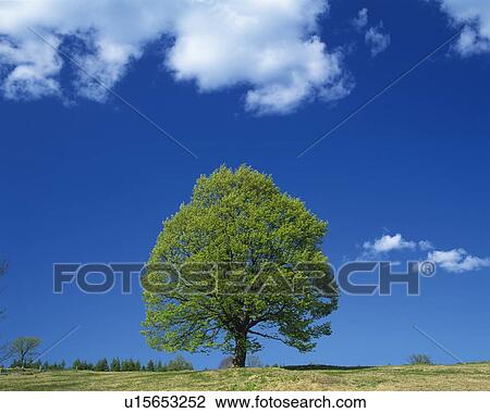 Stock Image - Big Tree and Blue Sky, Front View, Pan Focus. Fotosearch