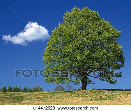 Big Tree and Blue Sky, Front View, Pan Focus View Large Photo Image Stock Photo - Big Tree and Blue Sky, Front View, Pan Focus. Fotosearch