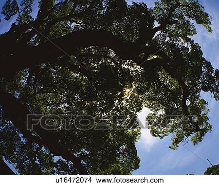 Big Tree and Sunlight Filtering Down, Silhouette, Low Angle View, Pan Focus View Large Photo Image Picture - Big Tree and Sunlight Filtering Down, Silhouette, Low Angle View, Pan Focus. Fotosearch
