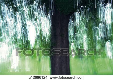 Big Tree, Front View, Blurred Image View Large Photo Image Picture - Big Tree, Front View, Blurred Image. Fotosearch