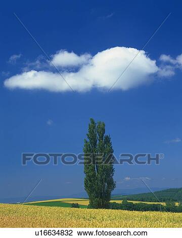 Big Tree in the Field and Blue Sky, Front View, Pan Focus View Large Photo Image Stock Image - Big Tree in the Field and Blue Sky, Front View, Pan Focus. Fotosearch