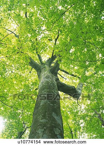 Big Tree, Low Angle View, Pan Focus View Large Photo Image Picture - Big Tree, Low Angle View, Pan Focus. Fotosearch