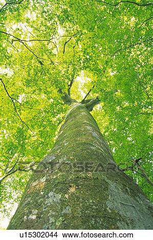 Big Tree, Low Angle View, Pan Focus View Large Photo Image Picture - Big Tree, Low Angle View, Pan Focus. Fotosearch