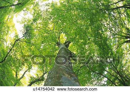 Stock Image - Big Tree, Low Angle View, Pan Focus. Fotosearch