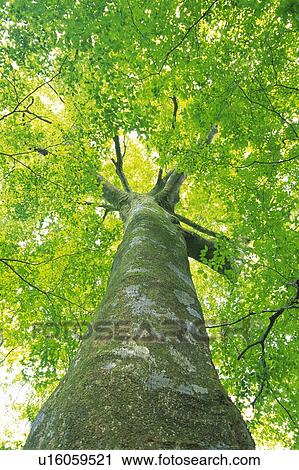 Big Tree, Low Angle View, Pan Focus View Large Photo Image Stock Image - Big Tree, Low Angle View, Pan Focus. Fotosearch
