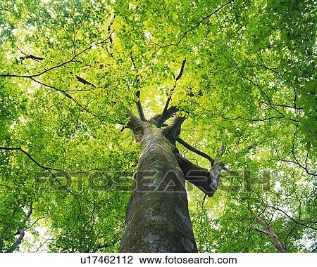 Big Tree, Low Angle View, Pan Focus View Large Photo Image Stock Image - Big Tree, Low Angle View, Pan Focus. Fotosearch
