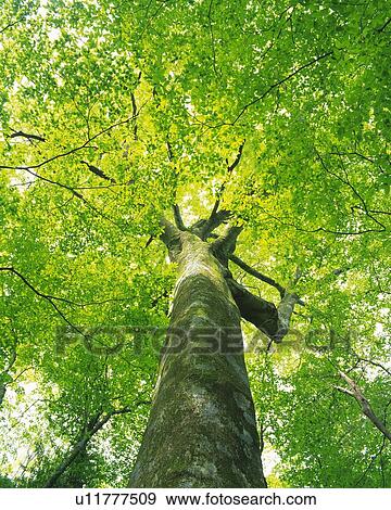 Stock Photo - Big Tree, Low Angle View, Pan Focus. Fotosearch
