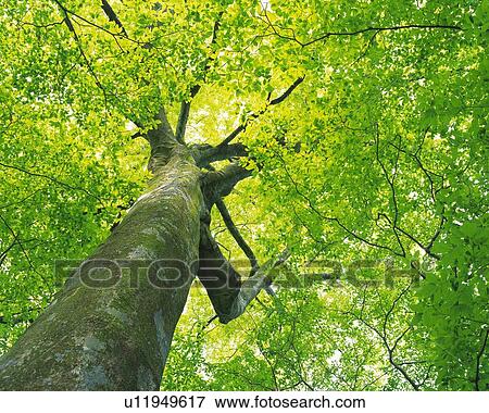 Big Tree, Low Angle View, Pan Focus View Large Photo Image Stock Photo - Big Tree, Low Angle View, Pan Focus. Fotosearch