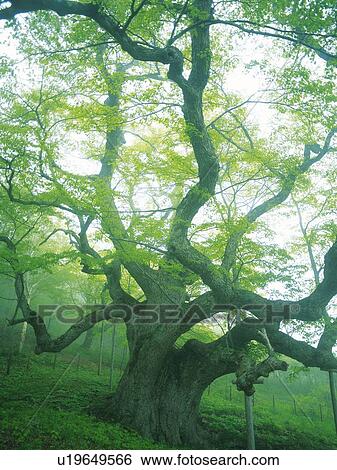 Big Tree, Low Angle View, Pan Focus View Large Photo Image Stock Photograph - Big Tree, Low Angle View, Pan Focus. Fotosearch