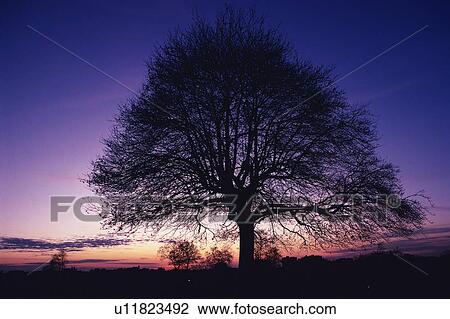 Stock Image - Big Tree, Silhouette, Front View, Pan Focus. Fotosearch