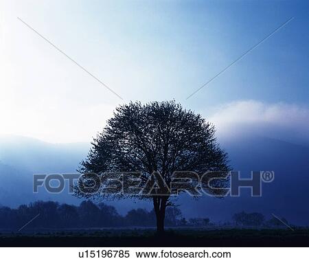 Big Tree, Silhouette, Front View, Pan Focus View Large Photo Image Stock Photography - Big Tree, Silhouette, Front View, Pan Focus. Fotosearch