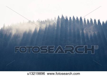 Forest in the Fog, Low Angle View, Pan Focus View Large Photo Image Stock Photograph - Forest in the Fog, Low Angle View, Pan Focus. Fotosearch