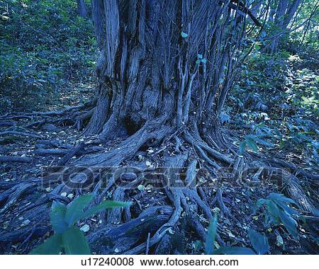 Stock Photo - Stem and Root of a Big Tree, High Angle View, Pan Focus. Fotosearch