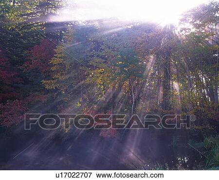 Stock Photo - Sunlight through the Leaves, Low Angle View, Lens Flare. Fotosearch