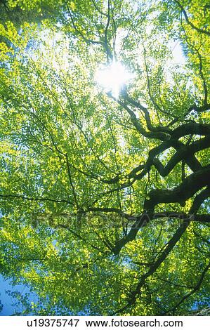 Sunlight through the Leaves, Low Angle View, Lens Flare View Large Photo Image Stock Photo - Sunlight through the Leaves, Low Angle View, Lens Flare. Fotosearch