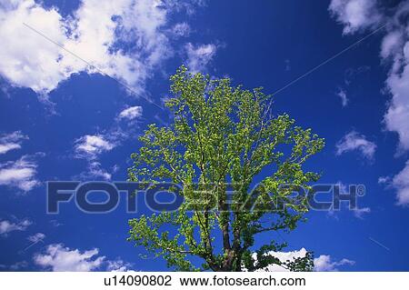 Tree and Blue Sky, Low Angle View, Pan Focus View Large Photo Image Stock Image - Tree and Blue Sky, Low Angle View, Pan Focus. Fotosearch