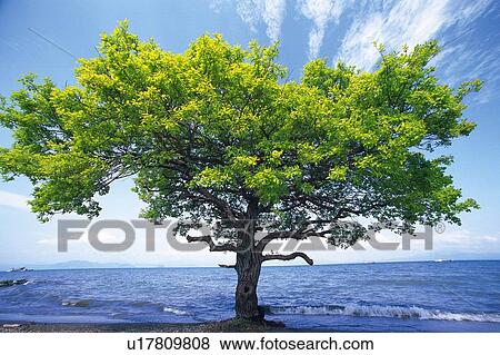 Tree and the Sea, Front View, Pan Focus View Large Photo Image Stock Photo - Tree and the Sea, Front View, Pan Focus. Fotosearch