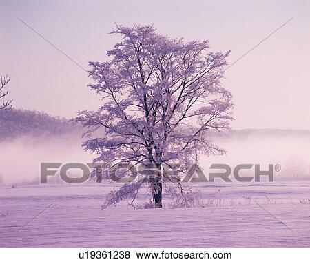 Tree in the Field Covered with Snow, Front View, Pan Focus View Large Photo Image Stock Photo - Tree in the Field Covered with Snow, Front View, Pan Focus. Fotosearch