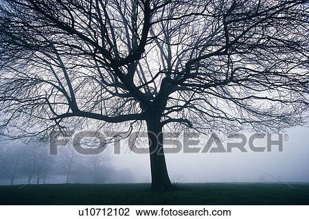 Tree in the Fog, Front View, Pan Focus View Large Photo Image Stock Image - Tree in the Fog, Front View, Pan Focus. Fotosearch
