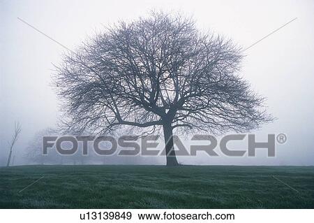 Tree in the Fog, Front View, Pan Focus View Large Photo Image Stock Photo - Tree in the Fog, Front View, Pan Focus. Fotosearch