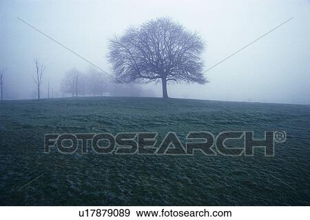 Stock Photo - Tree in the Fog, Low Angle View, Pan Focus. Fotosearch