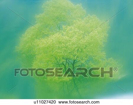 Tree in Water, High Angle View, Pan Focus View Large Photo Image Stock Image - Tree in Water, High Angle View, Pan Focus. Fotosearch