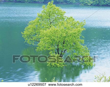 Tree in Water, High Angle View, Pan Focus View Large Photo Image Stock Photo - Tree in Water, High Angle View, Pan Focus. Fotosearch