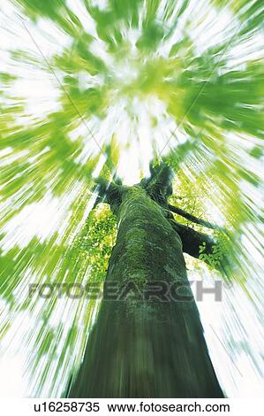 Tree, Low Angle View, Blurred Image View Large Photo Image Stock Photography - Tree, Low Angle View, Blurred Image . Fotosearch