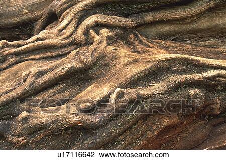 Tree Root, Close Up View Large Photo Image Stock Image - Tree Root, Close Up. Fotosearch