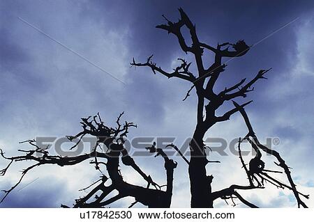 Tree Silhouette and Blue Sky, Low Angle View, Pan Focus View Large Photo Image Stock Image - Tree Silhouette and Blue Sky, Low Angle View, Pan Focus. Fotosearch