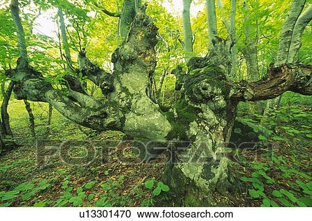 Tree Stem, Front View, Pan Focus View Large Photo Image Stock Image - Tree Stem, Front View, Pan Focus. Fotosearch