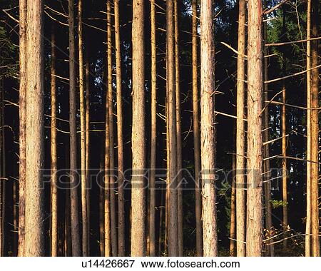 Tree Stem, Front View, Pan Focus View Large Photo Image Stock Photo - Tree Stem, Front View, Pan Focus. Fotosearch