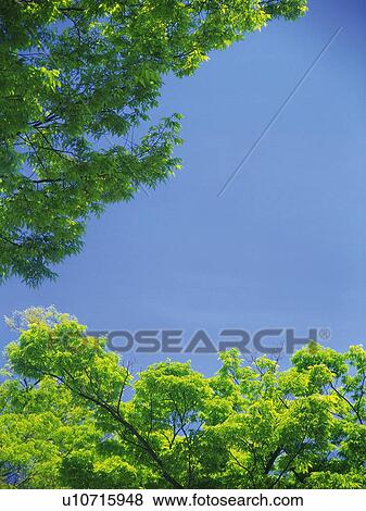 Trees and Blue Sky, Low Angle View, Pan Focus View Large Photo Image Stock Photo - Trees and Blue Sky, Low Angle View, Pan Focus. Fotosearch
