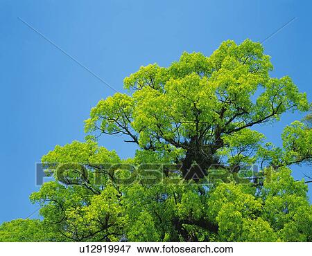Trees and Blue Sky, Low Angle View, Pan Focus View Large Photo Image Stock Photo - Trees and Blue Sky, Low Angle View, Pan Focus. Fotosearch