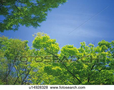 Trees and Blue Sky, Low Angle View, Pan Focus View Large Photo Image Stock Photo - Trees and Blue Sky, Low Angle View, Pan Focus. Fotosearch