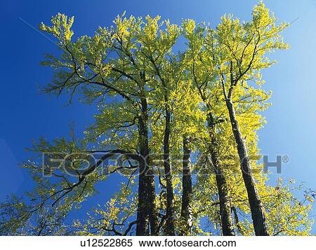 Trees and Blue Sky, Low Angle View, Pan Focus View Large Photo Image Stock Photography - Trees and Blue Sky, Low Angle View, Pan Focus. Fotosearch