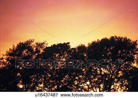 Trees and Sunset, Low Angle View, Pan Focus View Large Photo Image Stock Photo - Trees and Sunset, Low Angle View, Pan Focus. Fotosearch