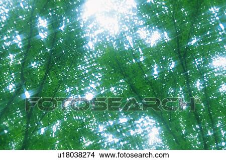 Trees in Sunshine, Low Angle View, Lens Flare, Blurred Image View Large Photo Image Picture - Trees in Sunshine, Low Angle View, Lens Flare, Blurred Image. Fotosearch