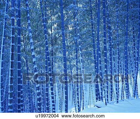 Trees in the Forest Covered with Snow, Front View, Pan Focus View Large Photo Image Picture - Trees in the Forest Covered with Snow, Front View, Pan Focus. Fotosearch