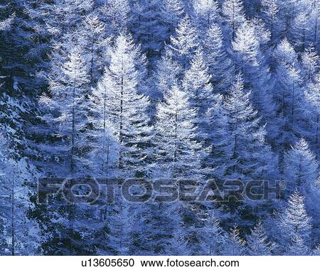 Trees in the Forest Covered with Snow, High Angle View, Pan Focus View Large Photo Image Stock Image - Trees in the Forest Covered with Snow, High Angle View, Pan Focus. Fotosearch