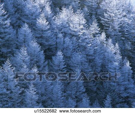Trees in the Forest Covered with Snow, High Angle View, Pan Focus View Large Photo Image Stock Image - Trees in the Forest Covered with Snow, High Angle View, Pan Focus. Fotosearch
