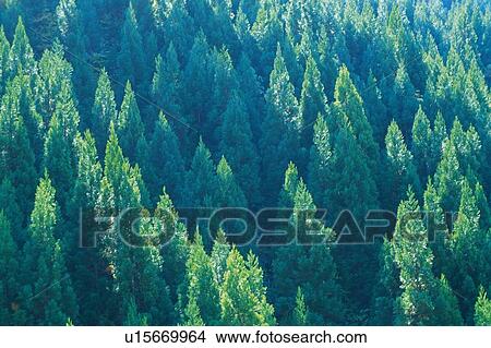 Trees in the Forest, High Angle View, Pan Focus View Large Photo Image Picture - Trees in the Forest, High Angle View, Pan Focus. Fotosearch