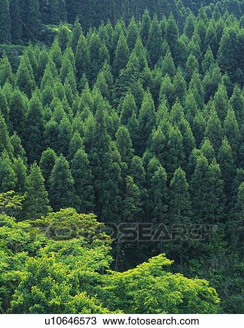 Trees in the Forest, High Angle View, Pan Focus View Large Photo Image Stock Image - Trees in the Forest, High Angle View, Pan Focus. Fotosearch