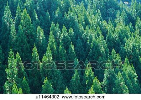 Trees in the Forest, High Angle View, Pan Focus View Large Photo Image Stock Image - Trees in the Forest, High Angle View, Pan Focus. Fotosearch