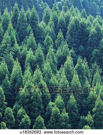 Trees in the Forest, High Angle View, Pan Focus View Large Photo Image Stock Image - Trees in the Forest, High Angle View, Pan Focus. Fotosearch