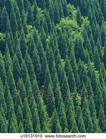 Trees in the Forest, High Angle View, Pan Focus View Large Photo Image Stock Image - Trees in the Forest, High Angle View, Pan Focus. Fotosearch