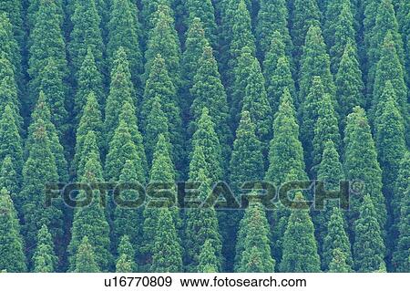 Stock Photo - Trees in the Forest, High Angle View, Pan Focus. Fotosearch